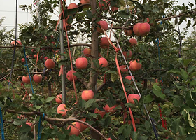 豆豆苹果采摘园