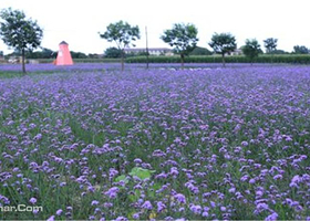 庆阳普罗旺斯薰衣草庄园