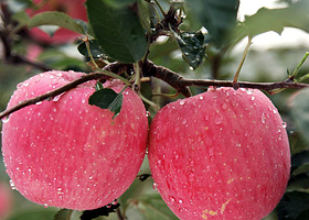 特产红富士苹果