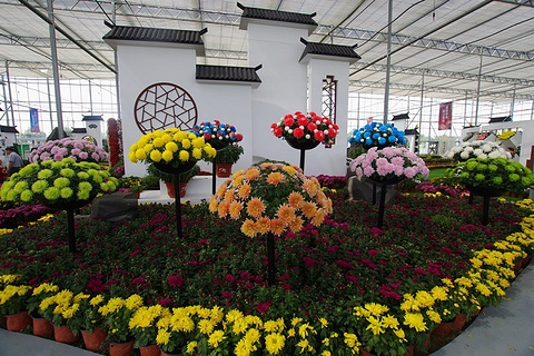 湖熟菊花园的图片