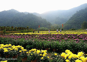 千菊百卉园（菊花文化节）