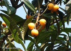 金果园生态旅游区