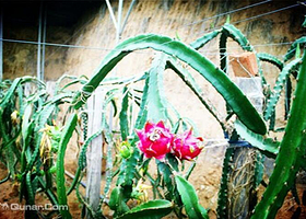 大连江俊生态园