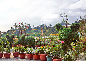 广州金沙洲横沙玫瑰文化节