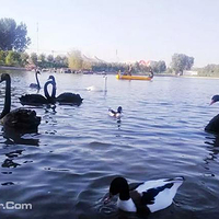 唐山南湖天鹅湖景区