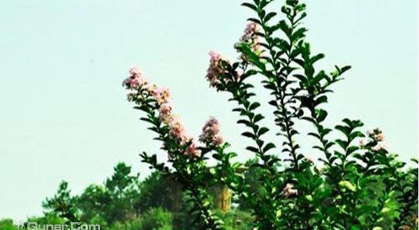 中华桂花博览园