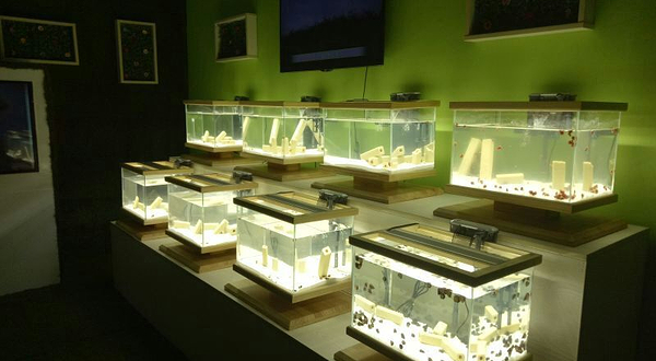 杭州湾萤火虫城堡