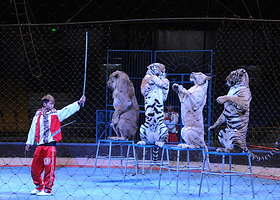 承德国际马戏嘉年华