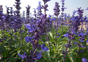 大鹏普罗旺斯花海