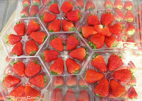 天然红草莓采摘园