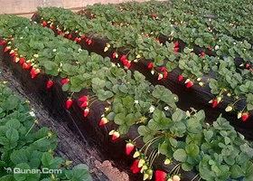 百富源温泉草莓采摘庄园