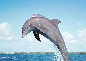 斯蒂芬港观海豚游船