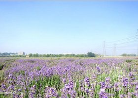 蓝湖薰衣草庄园