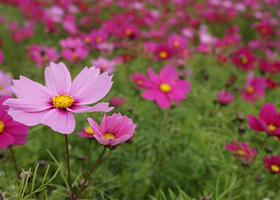 清远太平马岳村格桑花海
