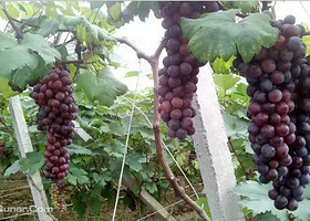 富民生态葡萄园