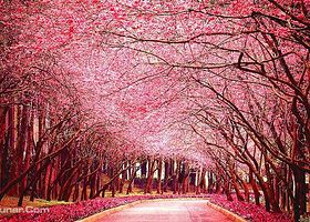 花田广兴宝塔浪漫樱花园