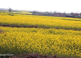 南川北固油菜花基地