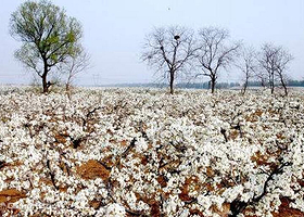 新疆以林丰硕果业梨园