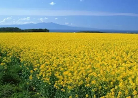 瑞安桐浦油菜花节