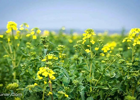封丘万亩油菜花生态旅游节