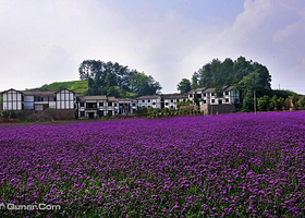 金佛山珍奇植物园