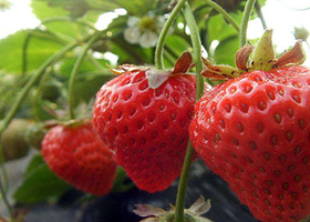 旅顺老铁山乐农草莓采摘园