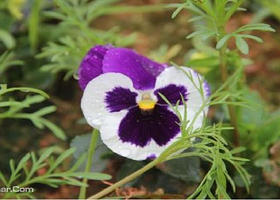 花都故乡里民俗公园