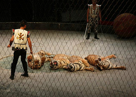 东北虎林园马戏城