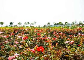 南京鑫森农业科技园