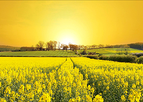 大连裴屯村花海景区