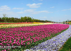 昆山巴城荷兰郁金香文化节