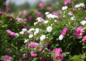 河北圣地玫瑰谷