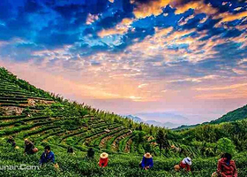 抱儿钟秀黄茶园