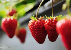 傅家边绿岛草莓农家乐