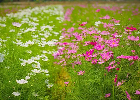 清远国际花博园