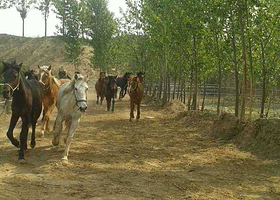 田旷马场游乐园（现尚贤生态园）