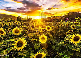 水畔花田稻草人艺术节