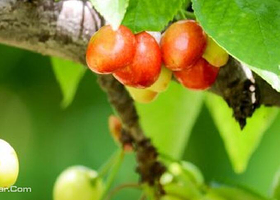 茂陵大樱桃生态博览园