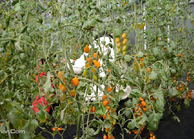 金丰现代农业园