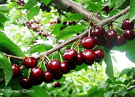 旅顺鹏邦樱桃园