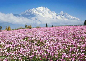 丽江花海