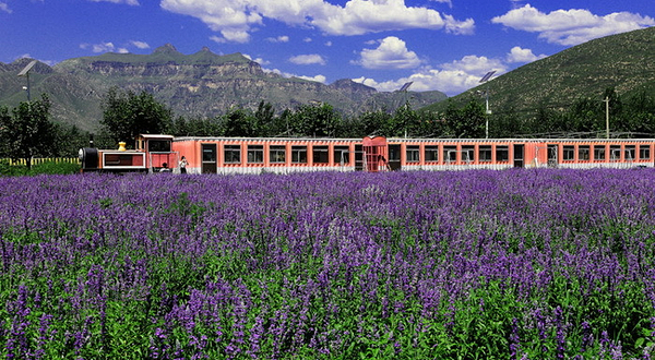 爱琴海薰衣草庄园