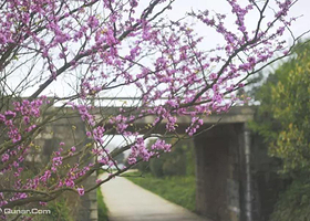 贵阳红枫大冲村樱花园
