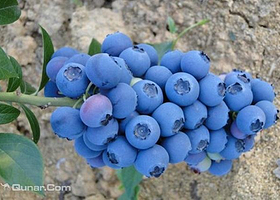 牧童蓝莓采摘园