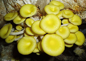 红不让食用菌展览馆