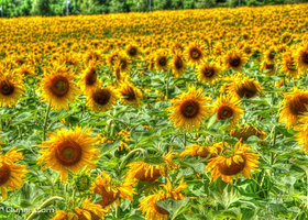 枫叶小镇向日葵花田会