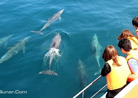 游艇观赏粉红海豚