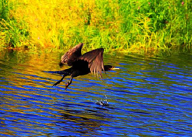 乌伊岭湿地公园