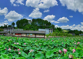 茨竹十里荷花走廊