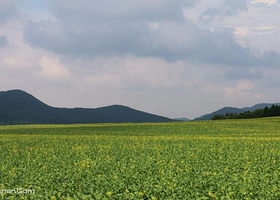 肚带河油菜花海